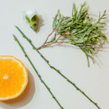 Ziza Matte Body Oil | Cedar, Citrus & Vetiver