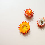 Goji Berry Brightening Face Oil