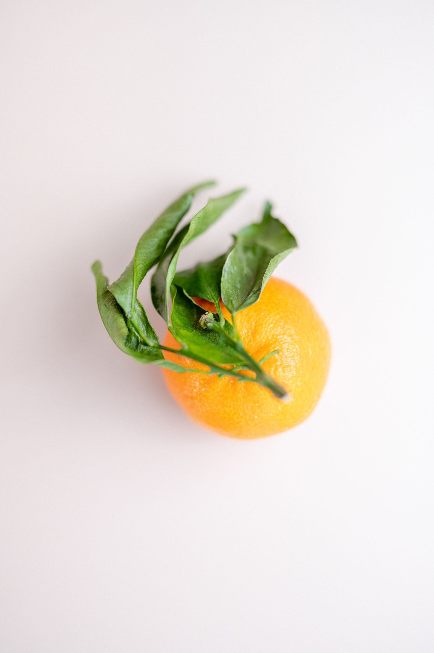Orange Blossom Hydrating Hand Lotion